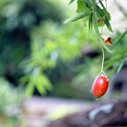 Japanese Snake Gourd (Trichosanthes Pilosa)