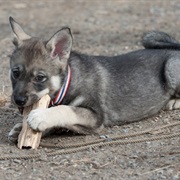 Swedish Elkhound