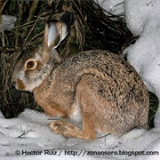 Broom Hare