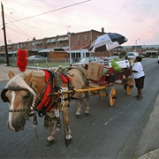 Buying Fruit From an Arabber