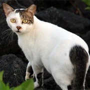 Feral Cat