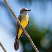 White-Throated Kingbird (Tyrannus Albogularis)