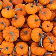 Have a Mini Pumpkin Hunt