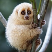 Slow Loris