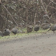 A Bevy of Quails
