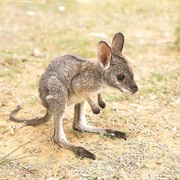 Kangaroo