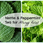 Nettle for Allergies