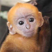 Monkey (Langur)