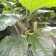 Chui Jhal (Piper Chaba)