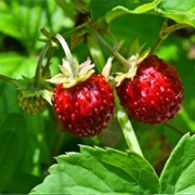 Wild Strawberry