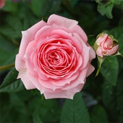 Rose Test Garden of Portland
