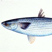 Mullet