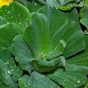 Water Cabbage (Pistia Stratiotes)