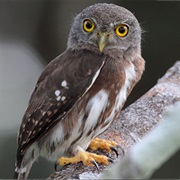 Amazonian Pygmy-Owl (Glaucidium Hardyi)