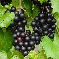 Muscadine Grapes