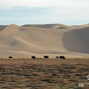 Khongoryn Els, Mongolia