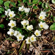 Beringian Springbeauty (Claytonia Tuberosa)