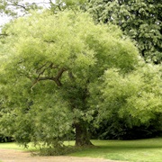Japanese Pagoda Tree (Styphnolobium Japonicum)