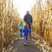 Visit a Corn Maze