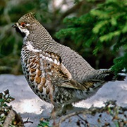 Hazel Grouse
