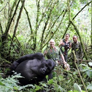 Tracking the Mountain Gorilla