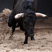 Escape a Charging Bull