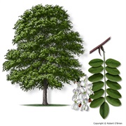 Black Locust