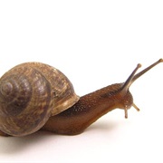 If You Cut off a Snail's Eye, It Will Grow a New One.