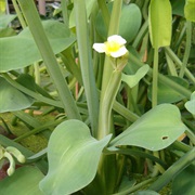 Yellow Velvetleaf (Limnocharis Flava)