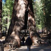 Mariposa Grove Yosemite