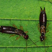 European Earwig