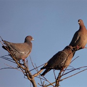 Picazuro Pigeon (Patagioenas Picazuro)