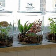 Terrariums and Indoor Gardening