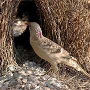 Bowerbird