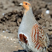 Gray Partridge