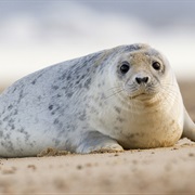 Seal