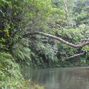 Loru Conservation Area, Vanuatu