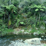 Raetea Forest Track