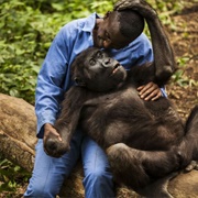 Senkwekwe Gorilla Orphanage, Democratic Republic of the Congo