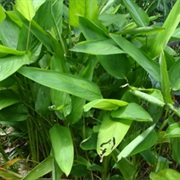Obedience Plant (Maranta Arundinacea)