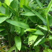 Obedience Plant (Maranta Arundinacea)