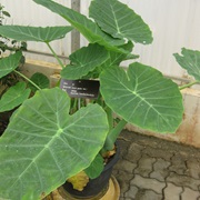 Giant Elephant Ear (Colocasia Gigantea)