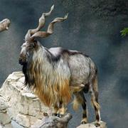 Markhor