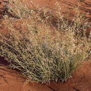 Woollybutt Grass (Eragrostis Eriopoda)