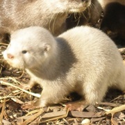 Otter