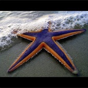 Starfish