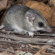 Gilbert's Dunnart