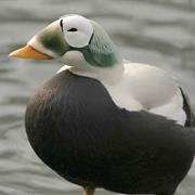 Spectacled Eider