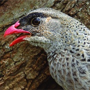 Black-Fronted Francolin
