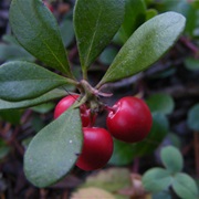 Pinemat Manzanita (Arctostaphylos Uva-Ursi)